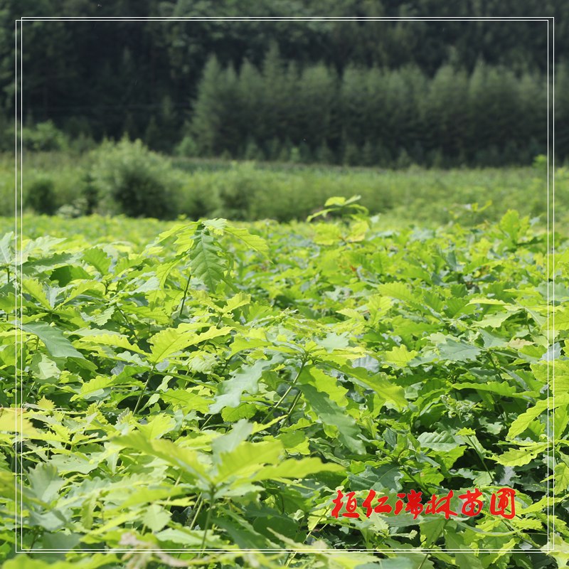 遼寧柞樹(shù)苗 蒙古櫟苗 出售柞樹(shù)苗 蒙古櫟樹(shù)苗價(jià)格