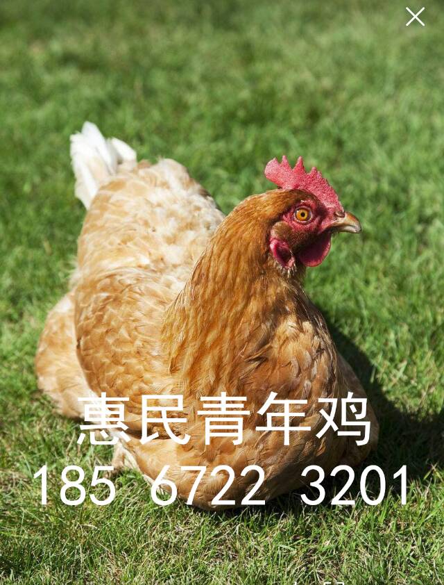 鶴壁市羅曼褐蛋雞青年雞全自動(dòng)養(yǎng)殖基地