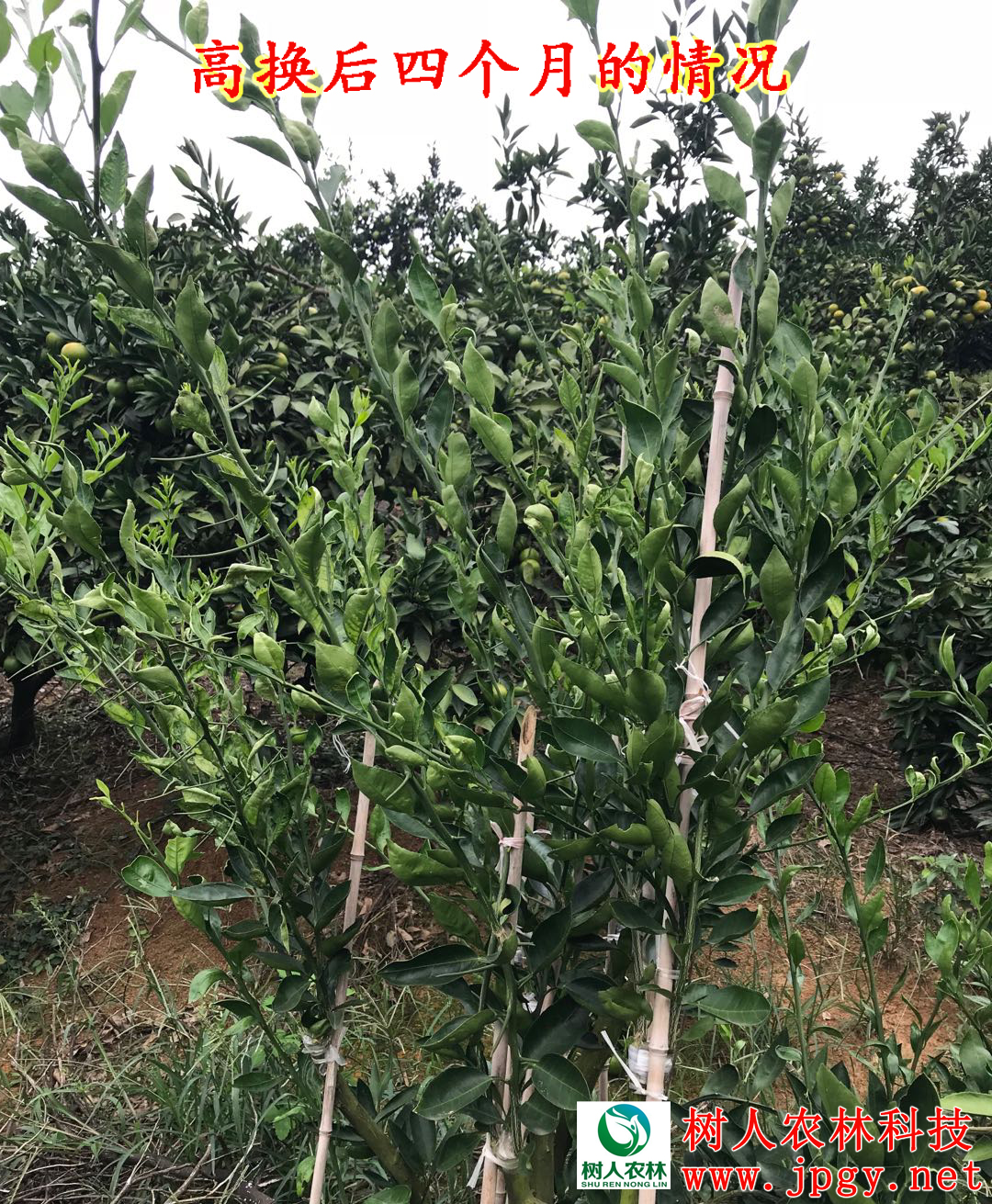 柑橘新品種明日見柑橘苗 明日見 柑橘新品種明日見 柑橘新品種明日見 柑橘苗