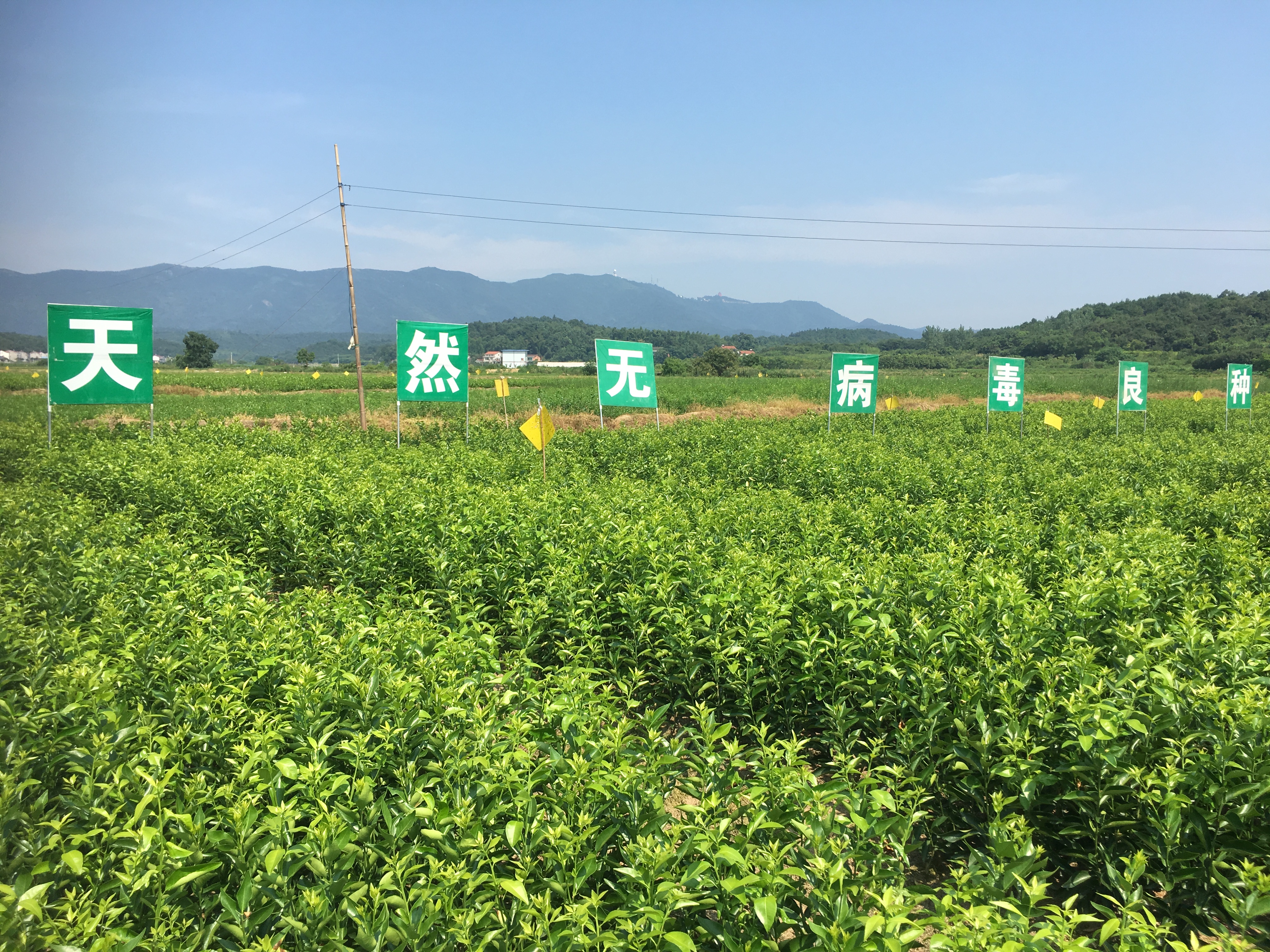 默科特苗價格 默科特苗