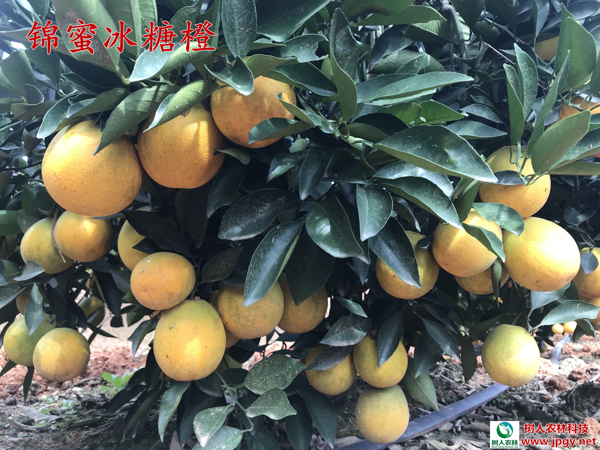 錦蜜冰糖橙 錦蜜冰糖橙苗 錦蜜冰糖橙苗 冰糖橙柑橘苗 錦蜜冰糖橙苗 冰糖橙柑橘苗 湖南