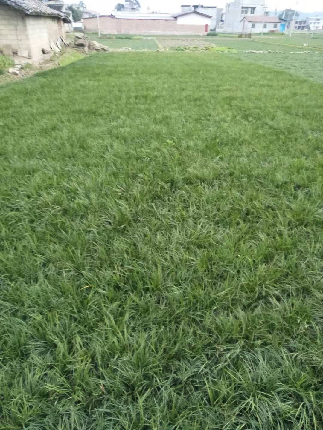 麥冬草種植基地，麥冬草種植技術(shù)，麥冬草種植批發(fā)價(jià)格