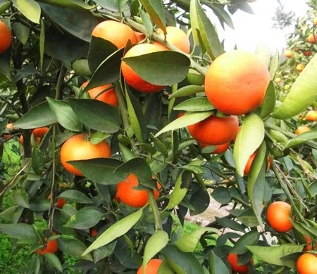 愛媛苗30號價格   愛媛苗30號