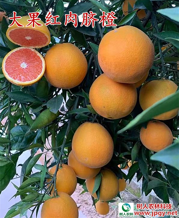 大果紅肉臍橙苗 大果紅肉臍橙苗基地 大果紅肉臍橙苗 湖南臍橙苗