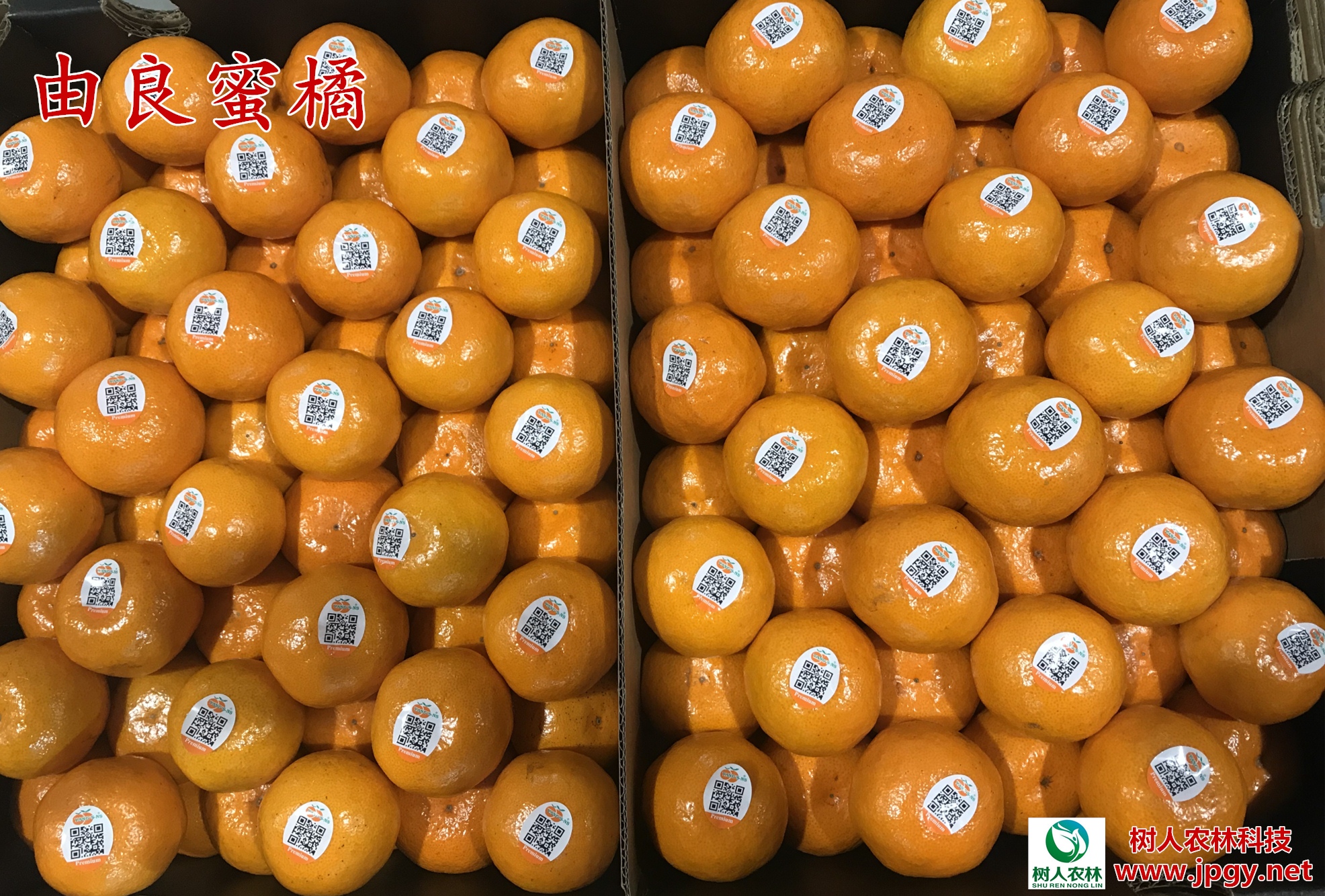 由良柑橘苗報價  由良柑橘苗供應 由良柑橘苗報價 由良苗