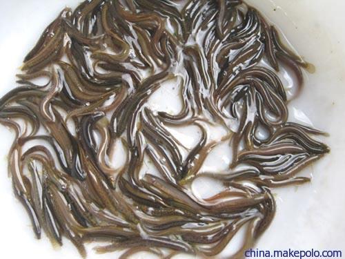 惠州本地塘鲺魚苗批發(fā)價格  本地塘鲺魚苗水產(chǎn)廠家直銷報價