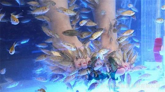 惠州親親魚(yú)苗批發(fā)價(jià)格親親魚(yú)苗水產(chǎn)廠家直銷(xiāo)報(bào)價(jià)  優(yōu)質(zhì)親親魚(yú)苗費(fèi)用