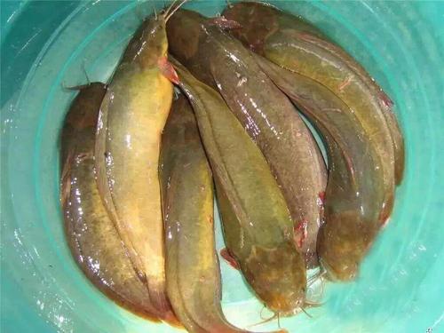 惠州本地塘鲺魚苗批發(fā)價格  本地塘鲺魚苗水產(chǎn)廠家直銷報價