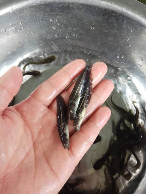 惠州魚苗批發(fā)價格  大口鯰魚苗水產(chǎn)廠家直銷報價  優(yōu)質(zhì)大口鯰魚苗費用 小口鯰魚苗
