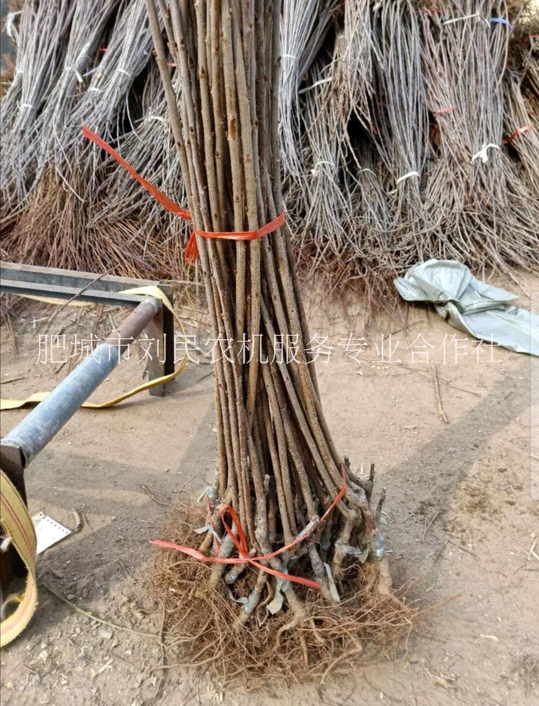 山東大櫻桃 大果櫻桃 早熟櫻桃 豐產(chǎn) 布魯克斯櫻桃苗