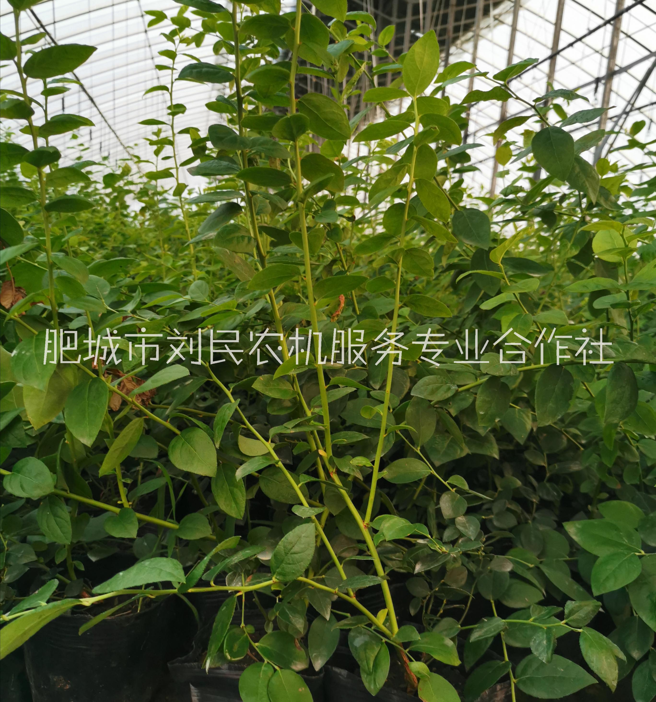 藍(lán)莓苗大量出售、優(yōu)質(zhì)供應(yīng)、熱銷、基地訂購電話【肥城市劉民農(nóng)機(jī)服務(wù)專業(yè)合作社】
