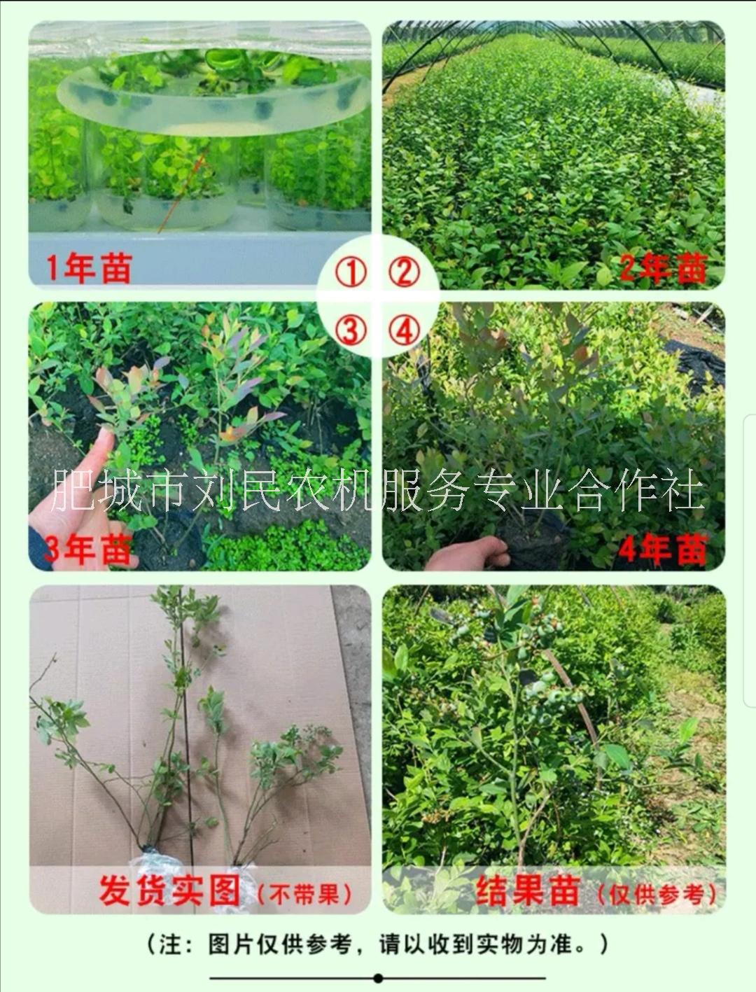 山東藍(lán)莓苗 藍(lán)莓苗生產(chǎn)廠家 藍(lán)莓苗廠家直銷 山東藍(lán)莓批發(fā)商 山東藍(lán)莓苗基地