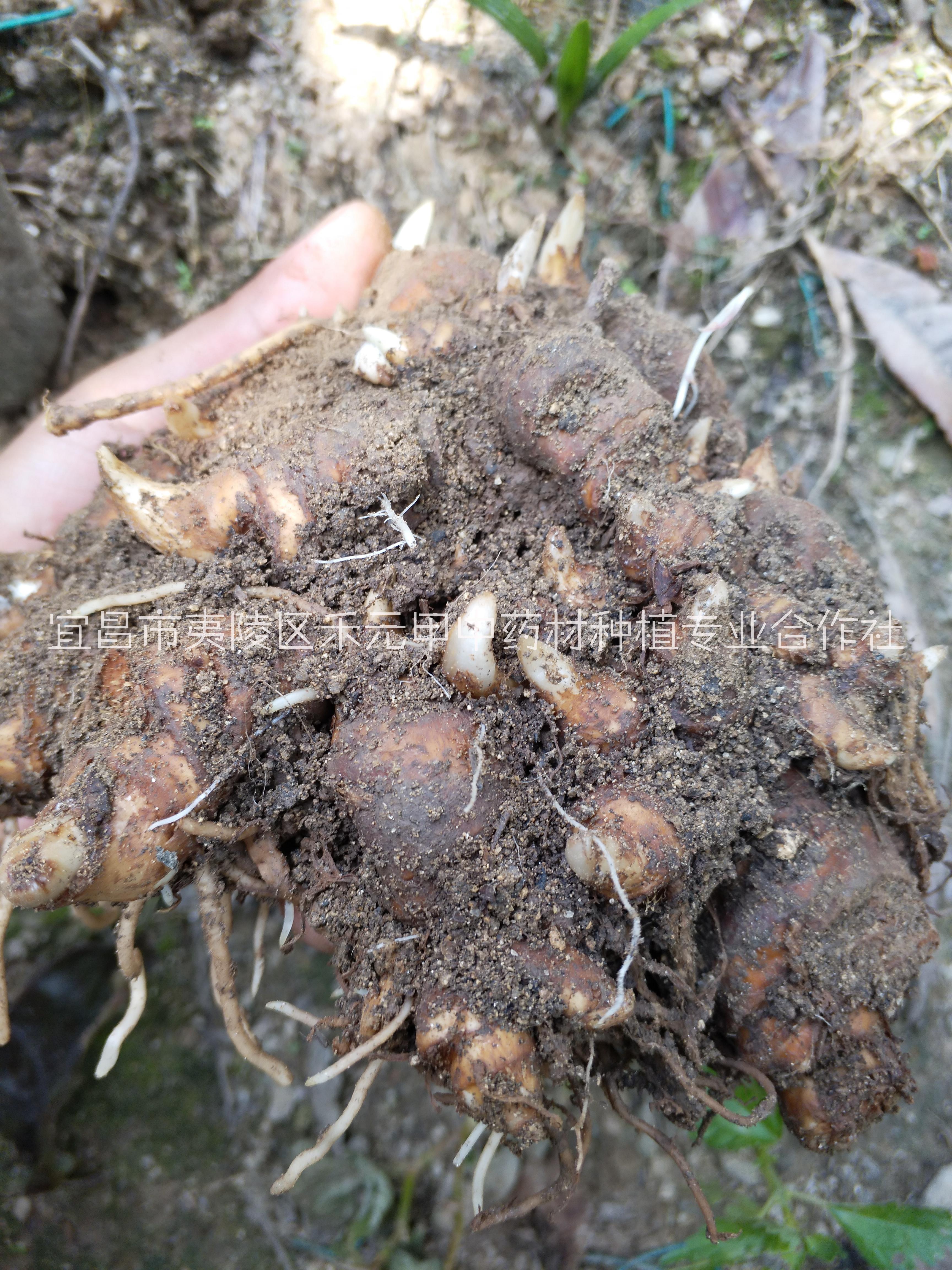 重樓種苗種子種植技術(shù)