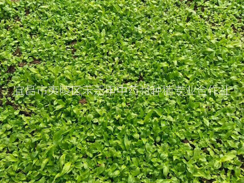 白芨種苗種植基地價(jià)格批發(fā)市場(chǎng)前景 湖北白芨種苗基地