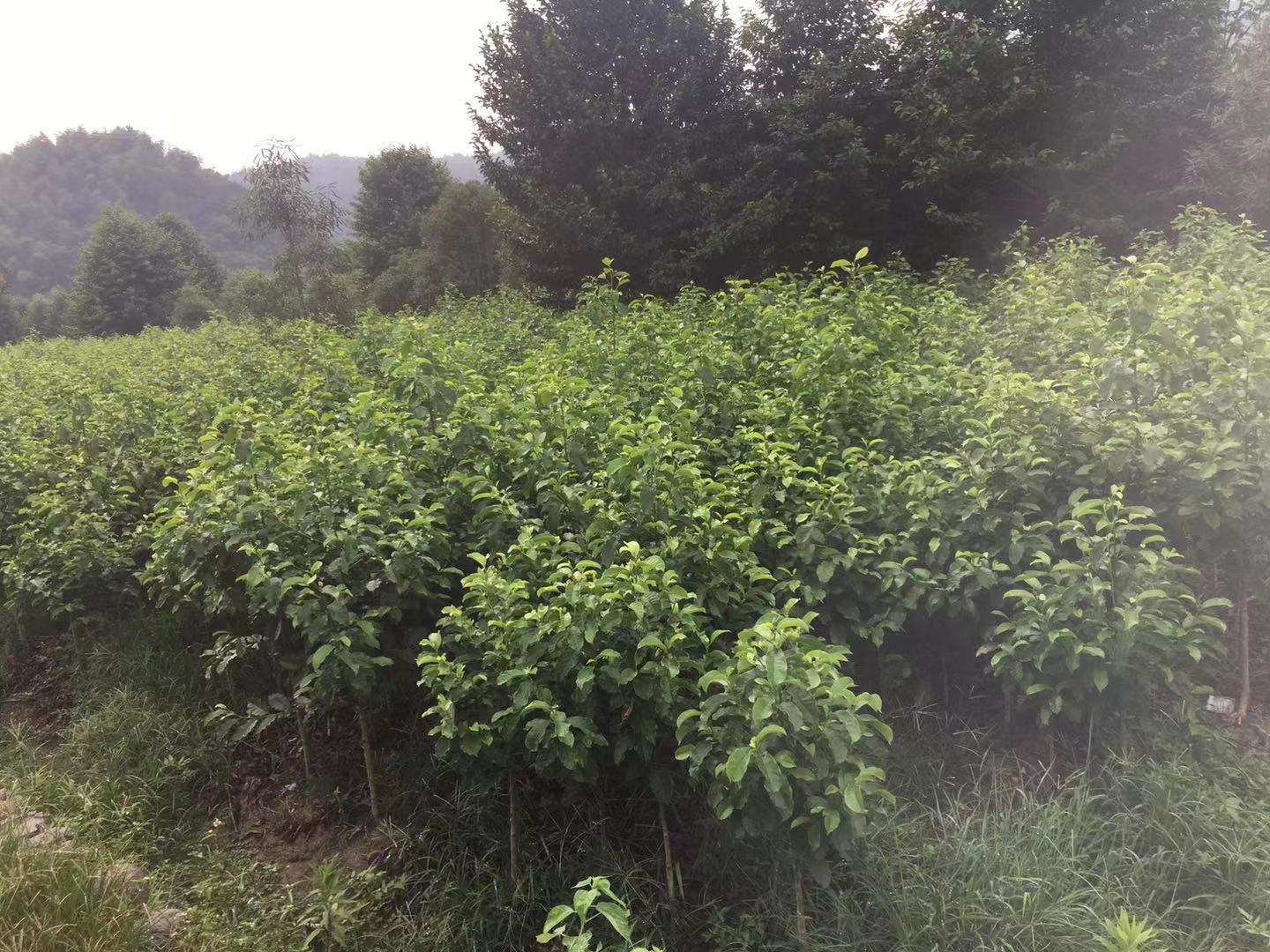 *樂(lè)昌含笑供貨