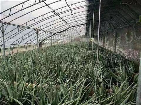 丞昊農(nóng)業(yè)生產(chǎn)雙膜骨架C型鋼100型2.0厚蔬菜大棚水果大棚