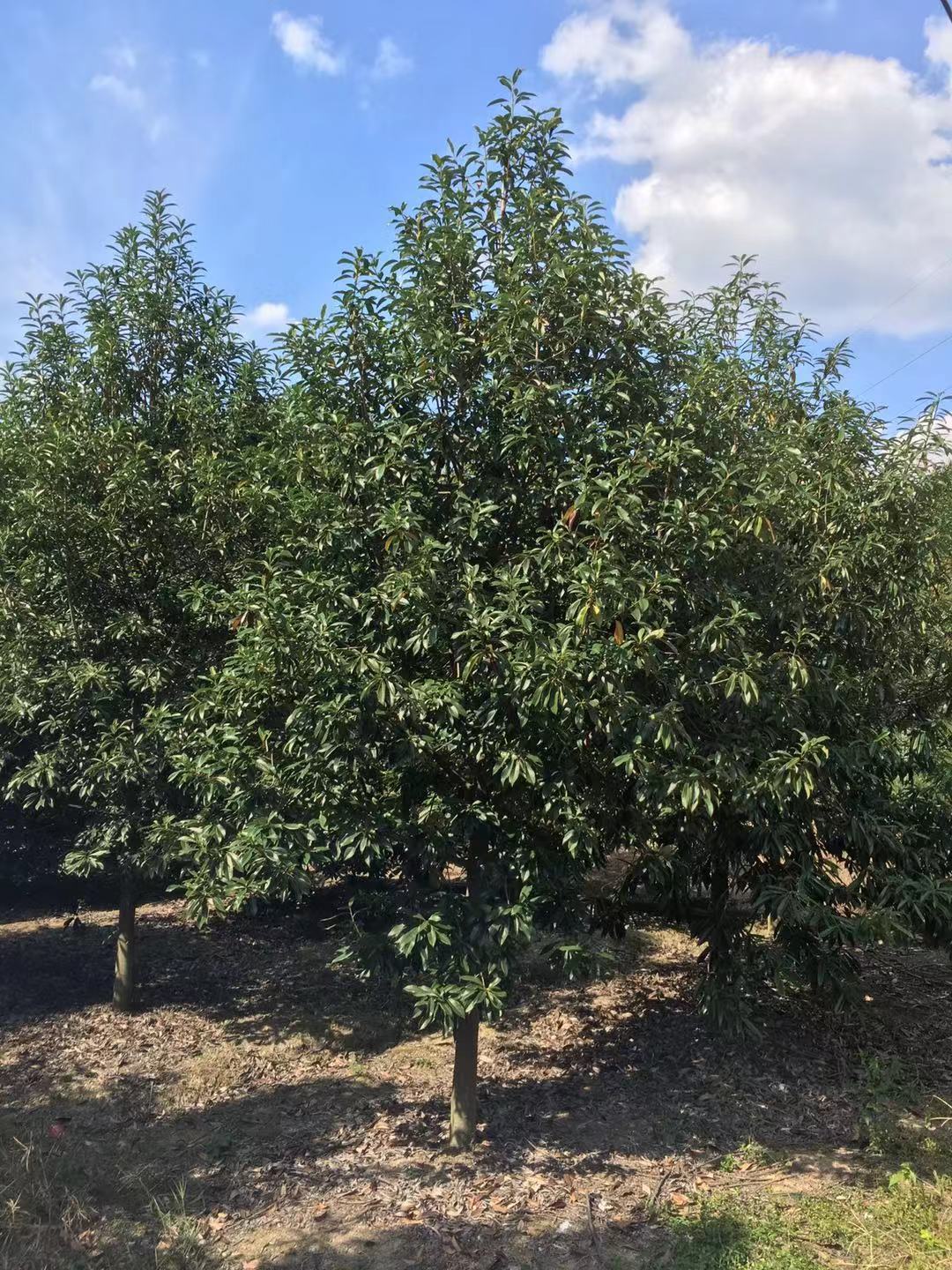 *樂(lè)昌含笑供貨