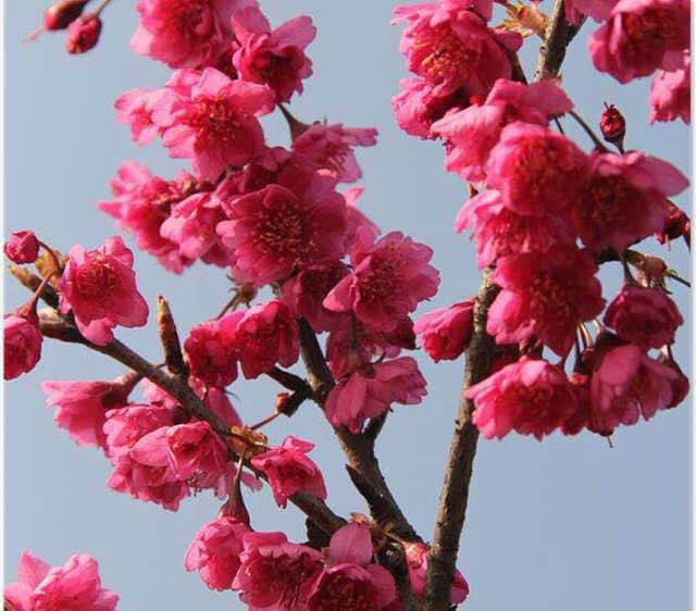 京紅早櫻報價_價錢_價格【山東麗楓園林有限公司 】
