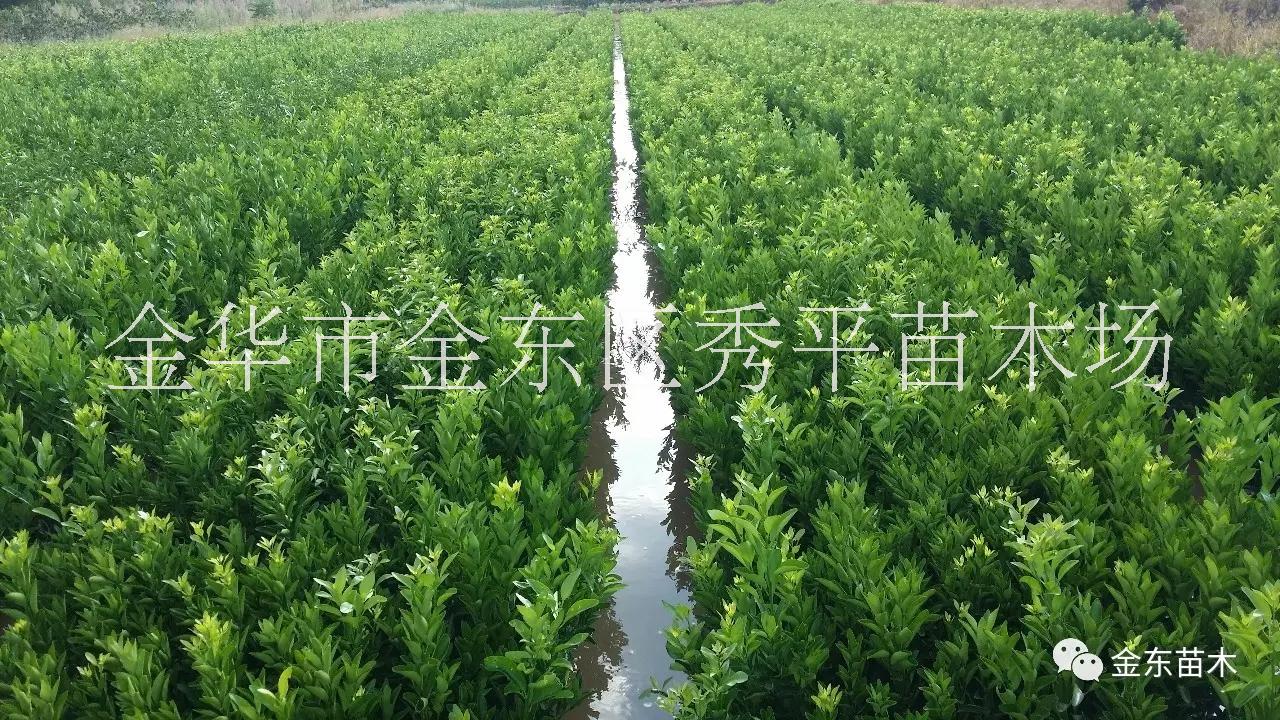 供應春見耙耙柑苗 金華市金東區(qū)秀平苗木場  春見耙耙柑苗供應商電話