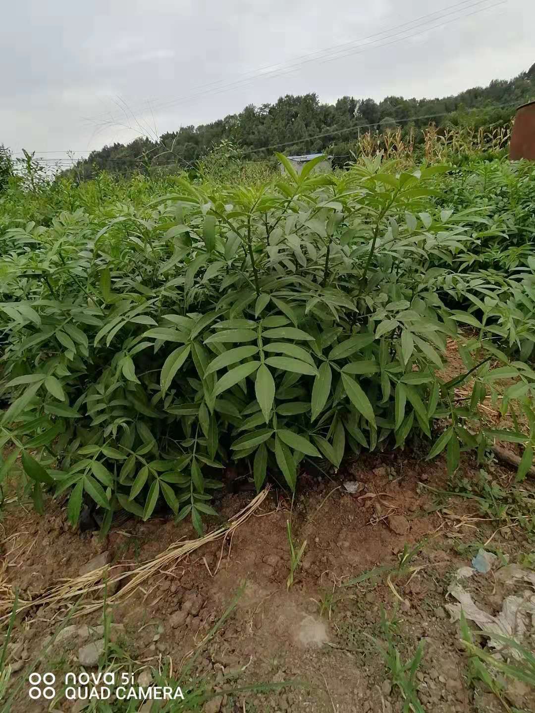 四川*九葉青花椒苗基地直銷(xiāo)現(xiàn)貨供應(yīng)批發(fā)價(jià)格多少錢(qián)一棵