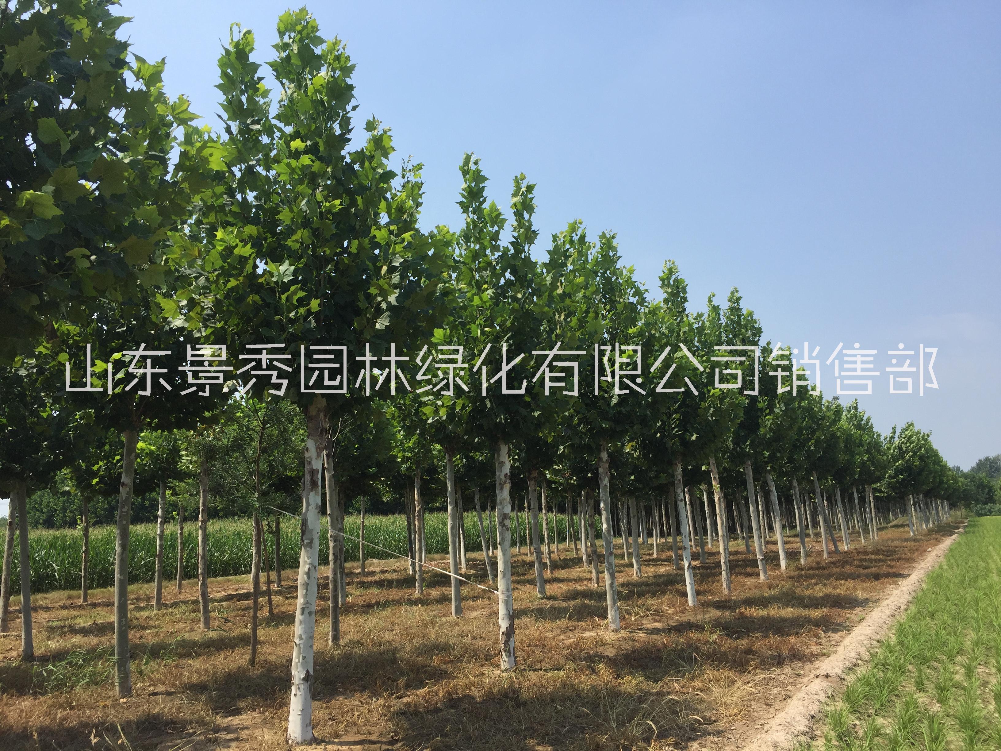 法桐15公分價格
