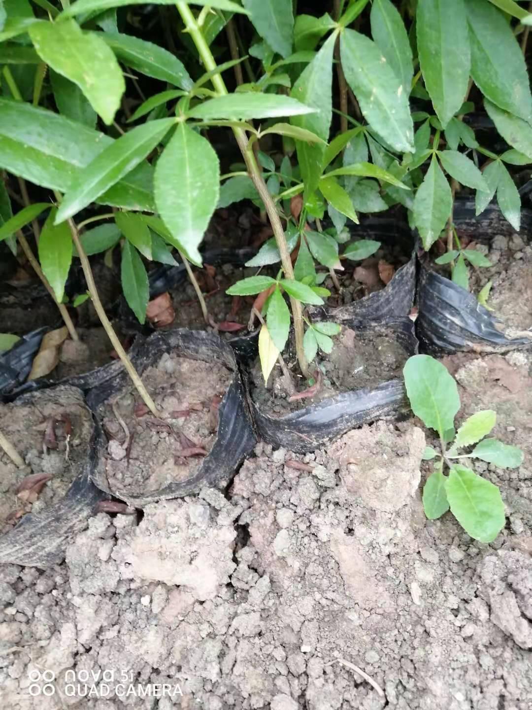 貴州貴陽(yáng)九葉青花椒杯苗基地直銷(xiāo)批發(fā)價(jià)格多少錢(qián)一棵、哪家*找精誠(chéng)苗木