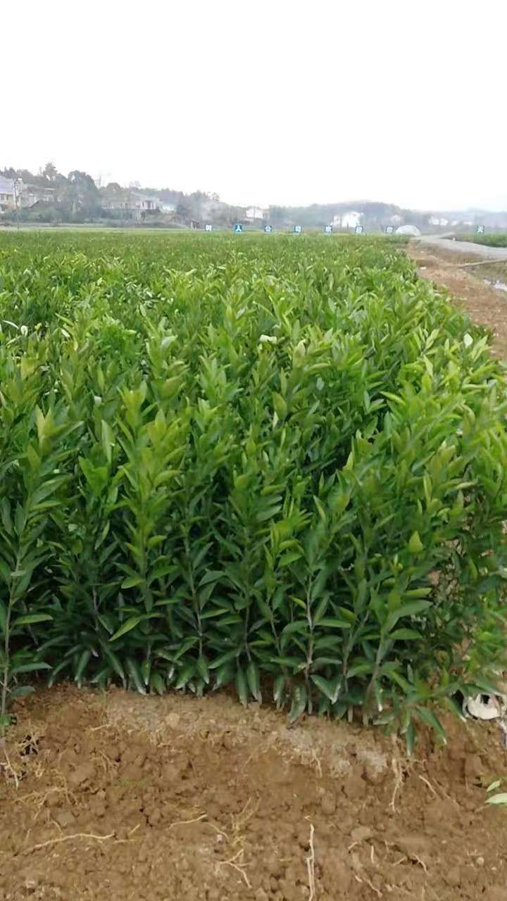 長(zhǎng)葉香橙苗 長(zhǎng)葉香橙供應(yīng) 臍橙苗 甜橙柑橘苗 湖南柑橘苗