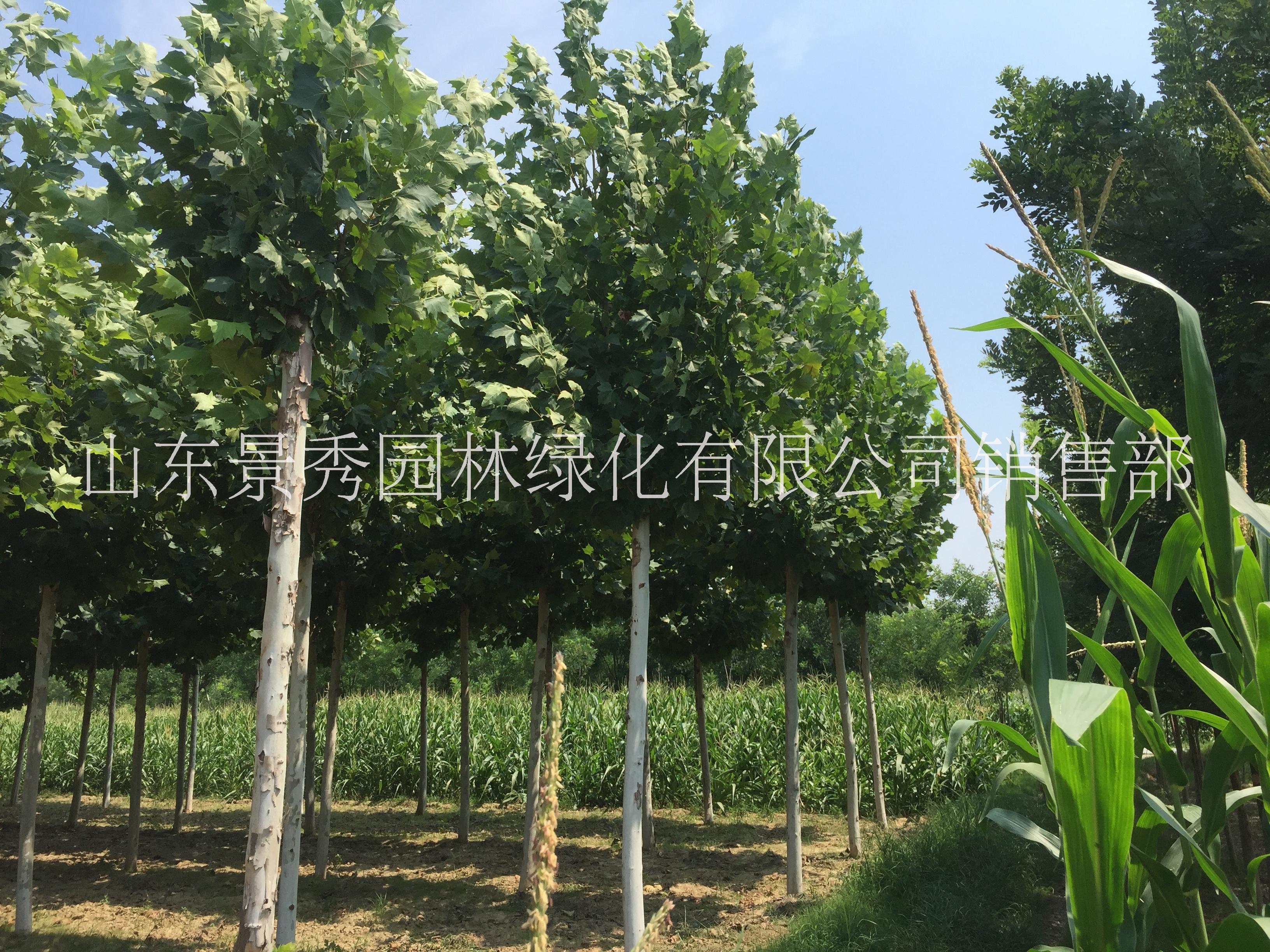 法桐15公分價格