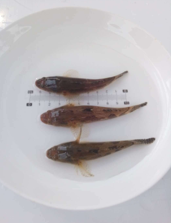 筍殼魚苗 云斑尖塘鱧苗 虎頭魚苗 筍殼魚 塘鱧魚苗 活體魚