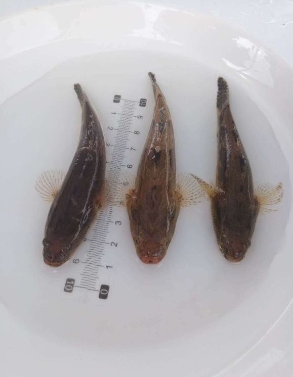 筍殼魚苗 云斑尖塘鱧苗 虎頭魚苗 筍殼魚 塘鱧魚苗 活體魚