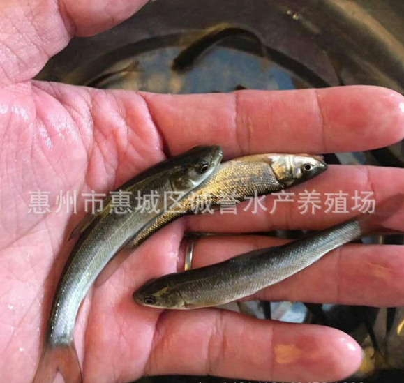 廣州銀鱈魚(yú)苗養(yǎng)殖-批發(fā)-哪家好  歡迎來(lái)電