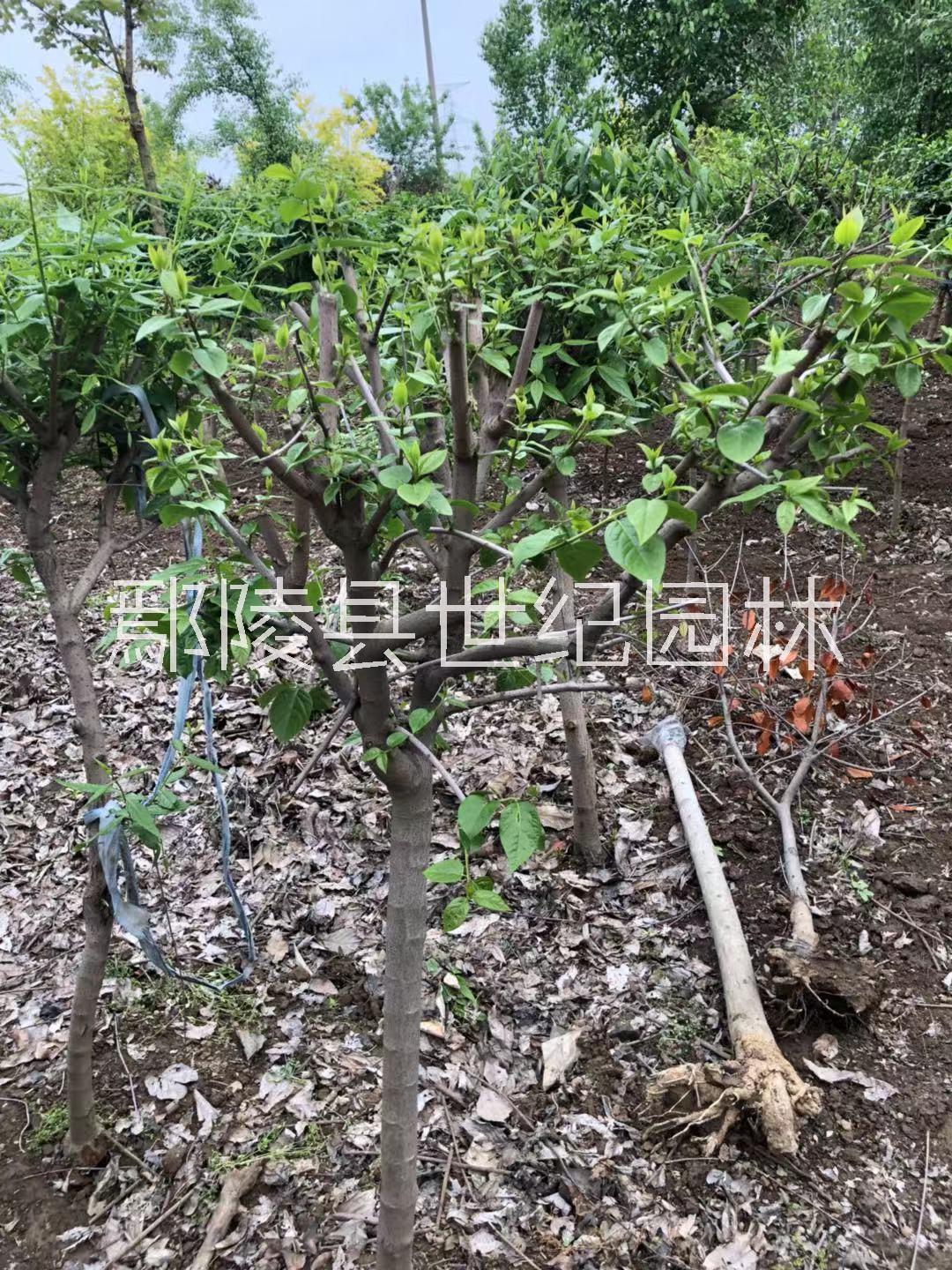 陜西紅葉榆葉梅種植基地，陜西紅葉榆葉梅種植批發(fā)，陜西紅葉榆葉梅種植技術(shù)