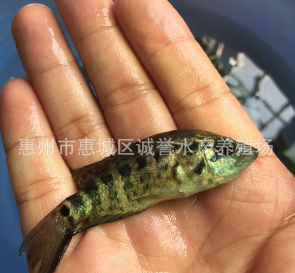 淡水石斑魚苗 花斑魚魚苗 大量批發(fā) 價格從優(yōu) 全國各地包郵