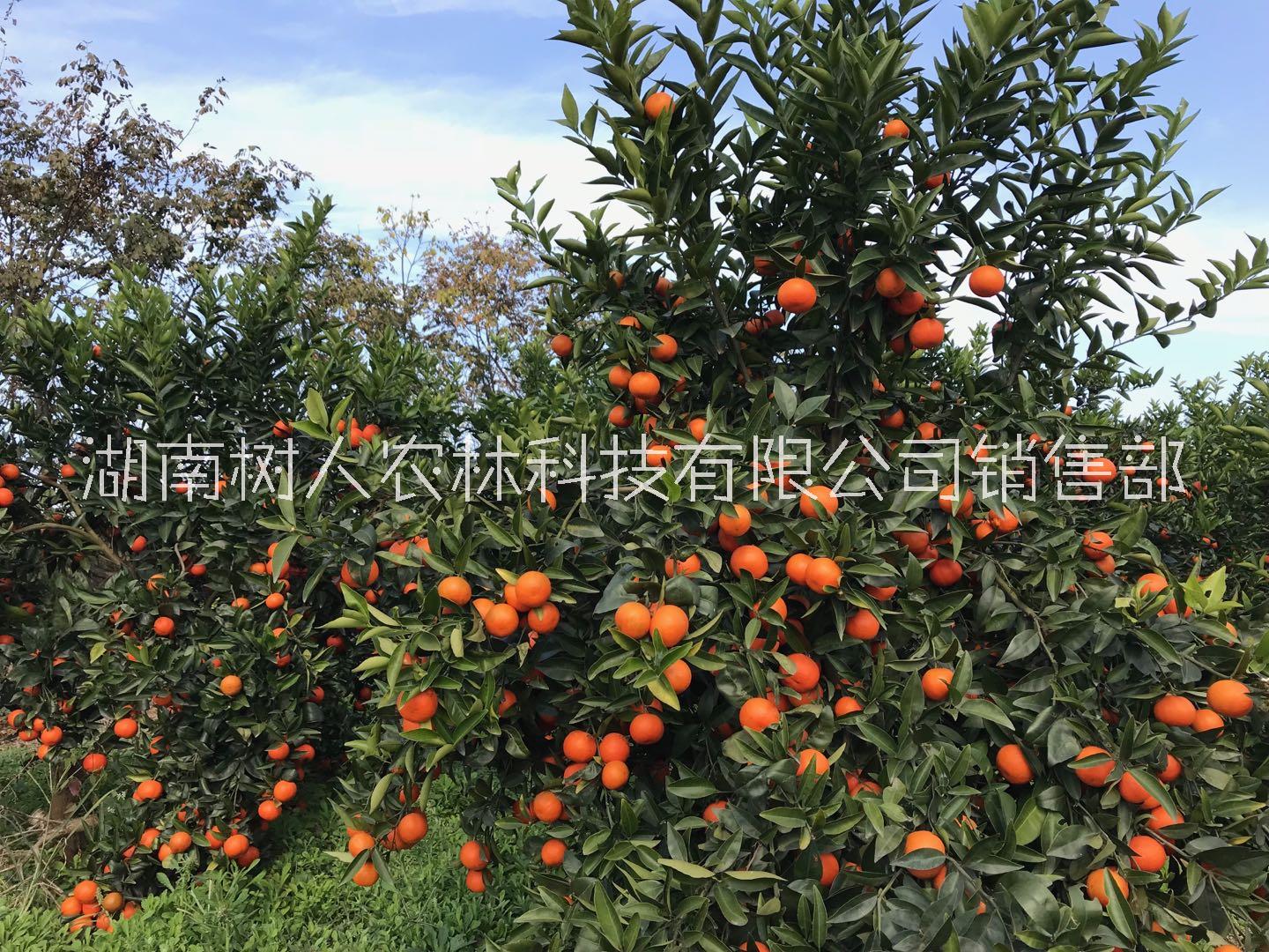 世紀(jì)紅柑橘苗價(jià)格  世紀(jì)紅柑橘苗 世紀(jì)紅柑橘苗 湖南正在的世紀(jì)紅