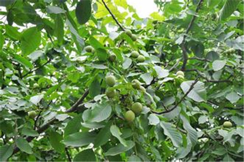 山東泰安核桃苗基地-山東泰安核桃苗種植批發(fā)基地-【泰安高新區(qū)堯乙良種苗木園藝場(chǎng)】