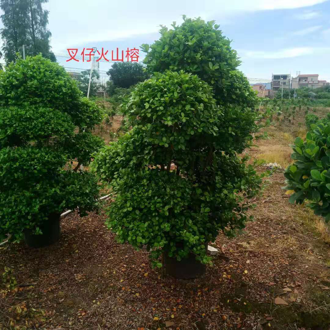 貴州火山榕基地-貴州火山榕價(jià)格-【廣東肇慶火山榕批發(fā)】