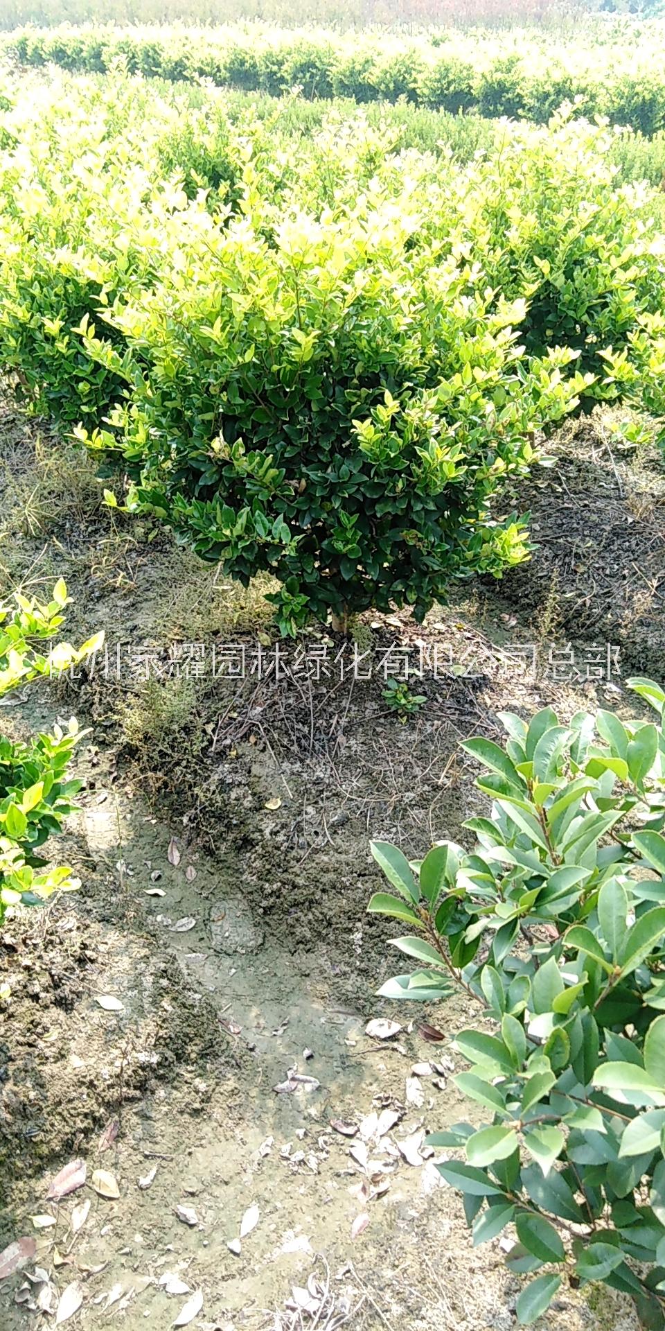 金森女貞種植，金森女貞批發(fā)，金森女貞銷售，金森女貞基地