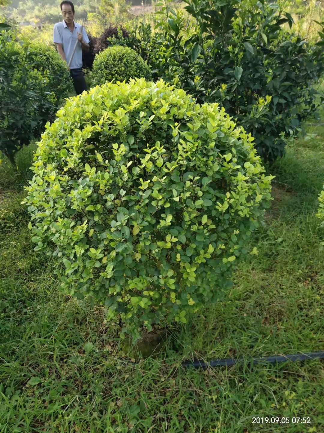 南寧市金葉女貞球種植基地 直銷 批發(fā)價格
