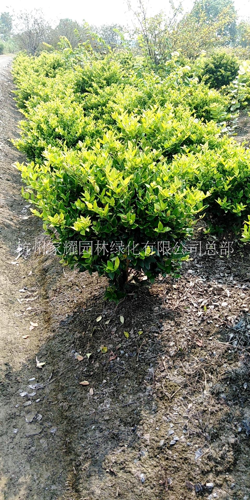 金森女貞種植，金森女貞批發(fā)，金森女貞銷售，金森女貞基地