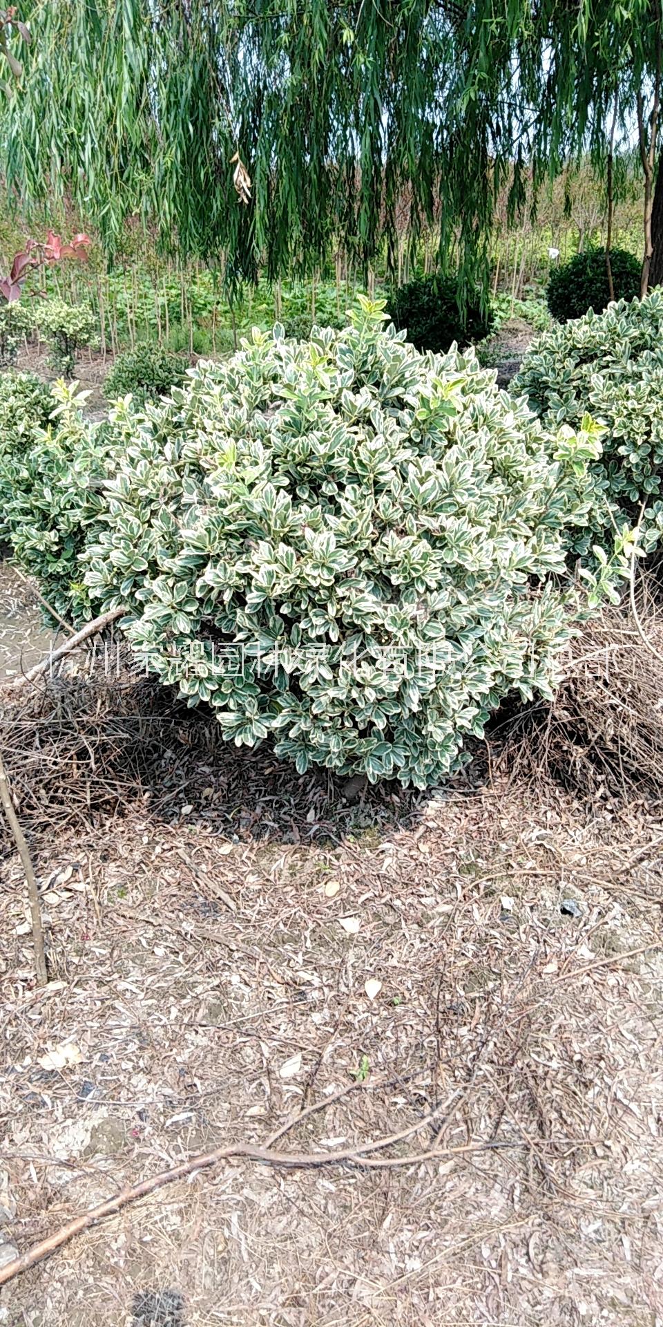 杭州金邊黃楊種植，金邊黃楊價格，金邊黃楊批發(fā)，金邊黃楊基地