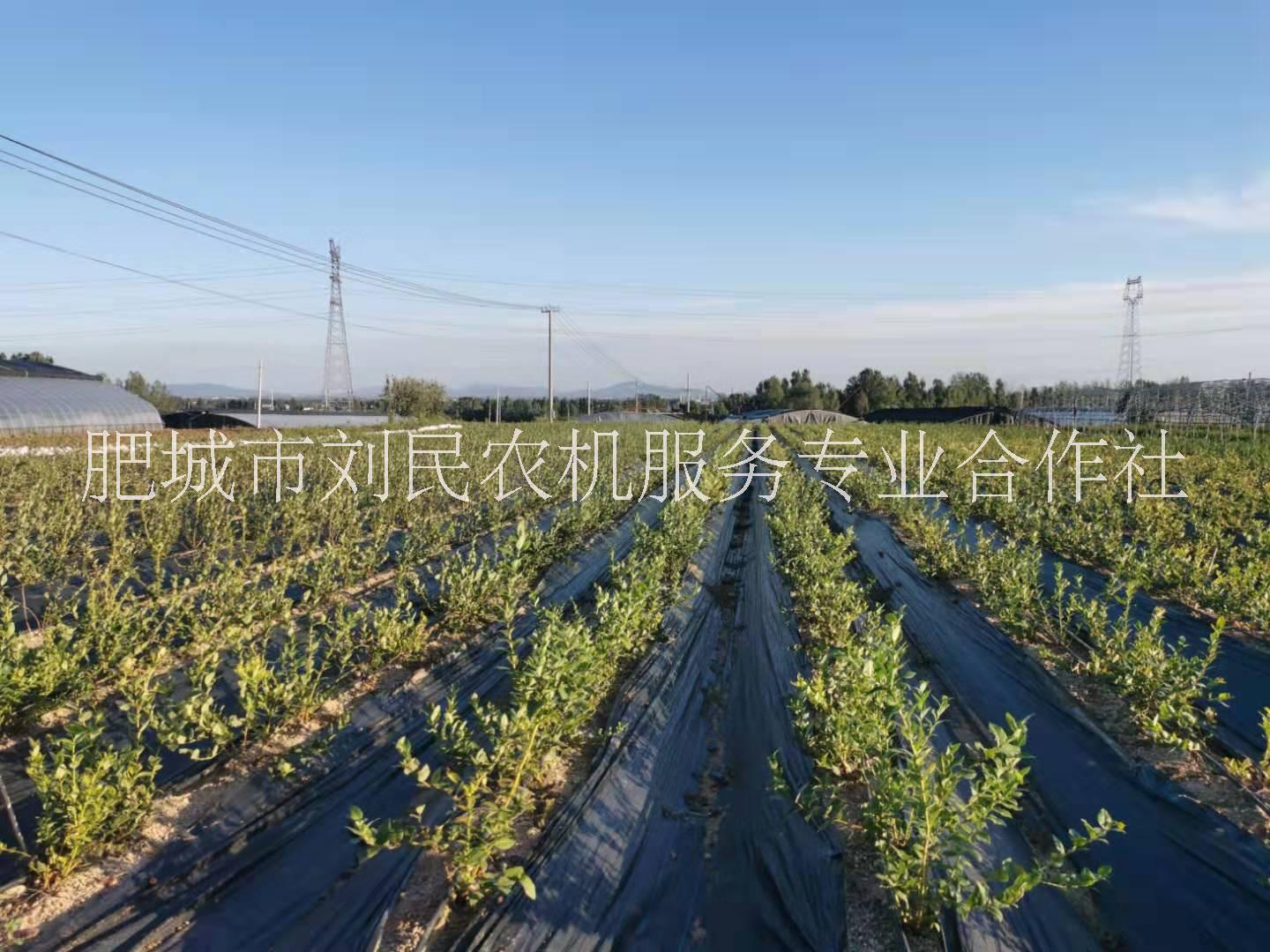 山東藍(lán)莓苗 藍(lán)莓苗生產(chǎn)廠家 藍(lán)莓苗廠家直銷 藍(lán)莓地栽苗