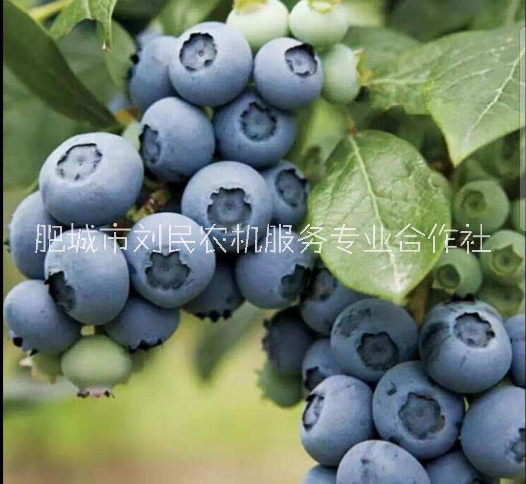 藍莓苗北陸 極豐產(chǎn)藍莓 口味甜 抗寒 組培藍莓苗 藍莓價格 藍莓品種