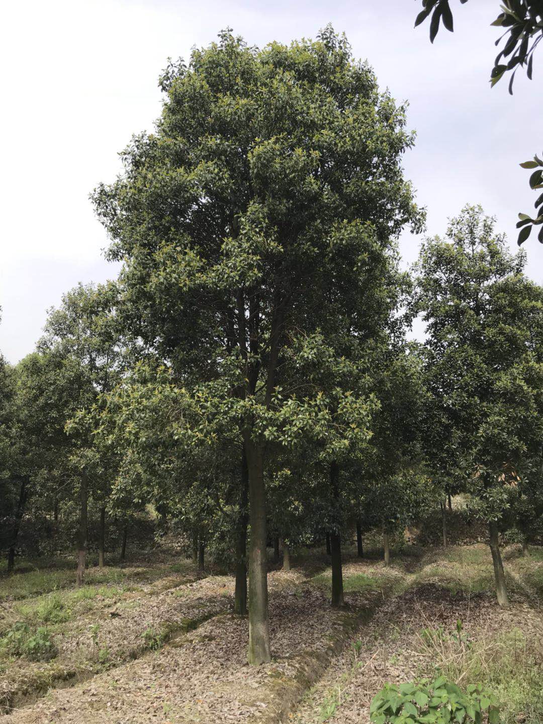 單性擬木蘭供應(yīng)