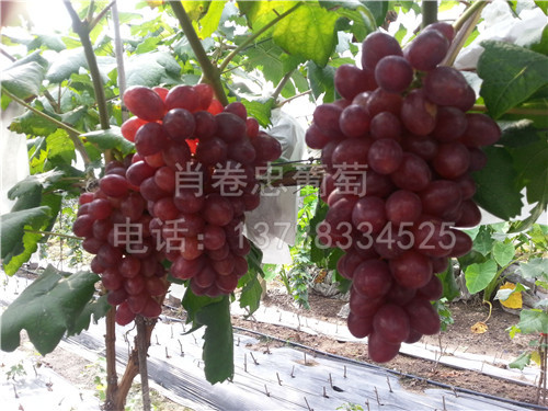 廣西美國奶香紅提葡萄