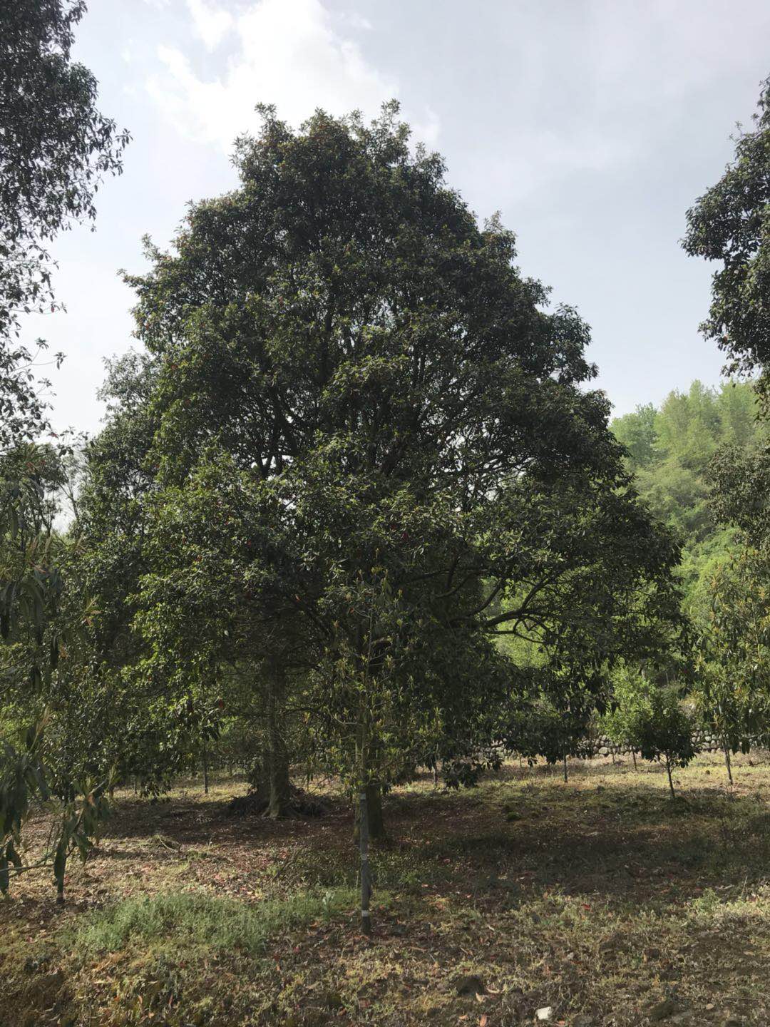 嵊州杜英報價 浙江嵊州杜英基地直銷