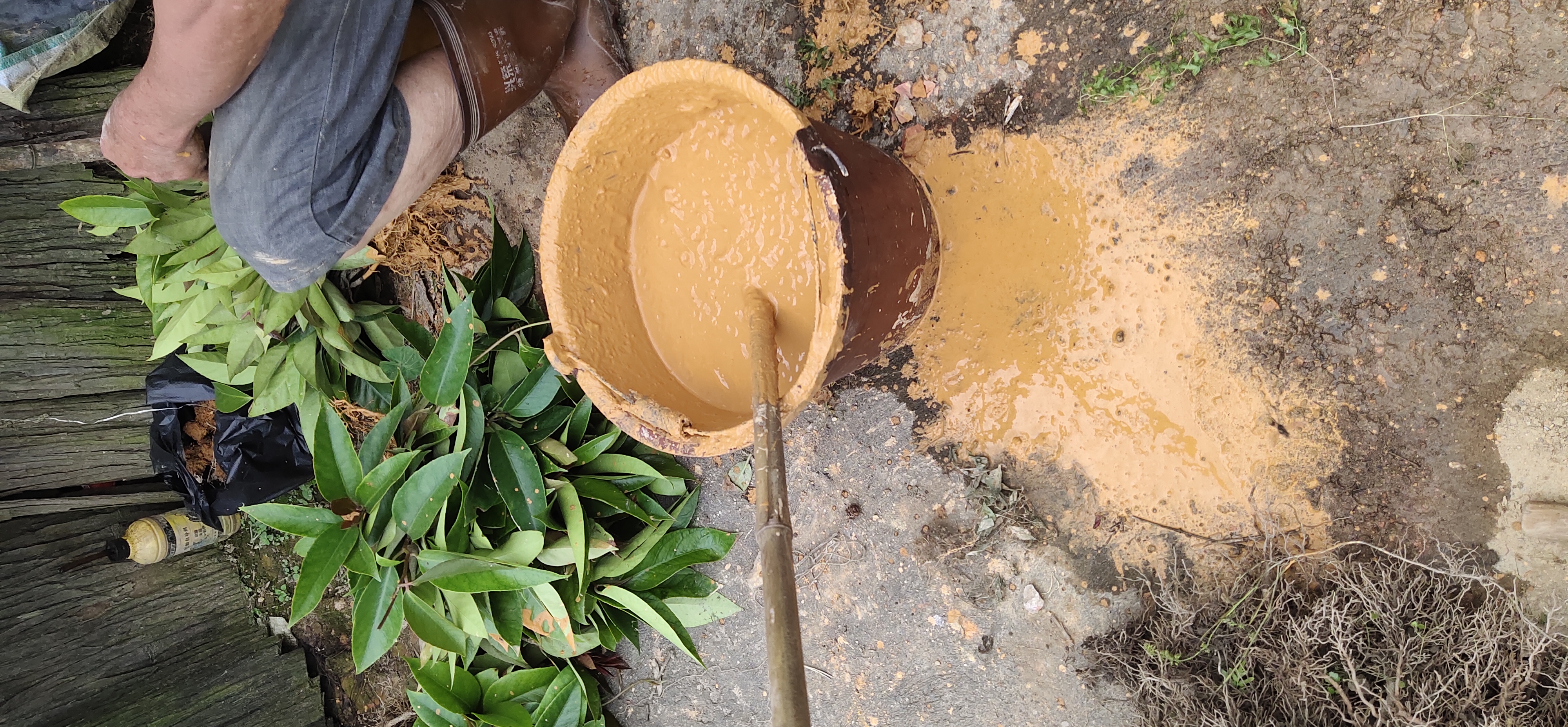 廣西黑老虎種植基地直銷價(jià)格 傳授種植技術(shù)高存活率