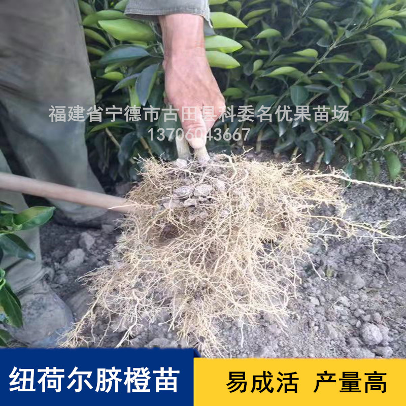 專業(yè)培育紐荷爾臍橙苗基地直銷，寧德紐荷爾臍橙苗批發(fā)價，寧德紐荷爾臍橙苗種植基地