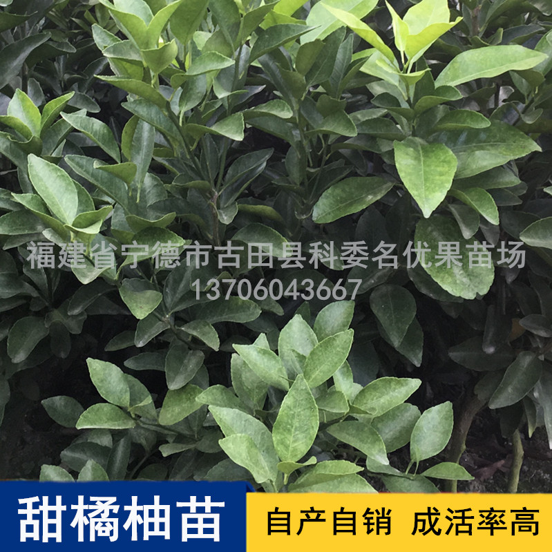 長期供應(yīng)甜橘柚苗基地直銷，寧德優(yōu)質(zhì)甜橘柚苗批發(fā)價，寧德甜橘柚苗供應(yīng)商