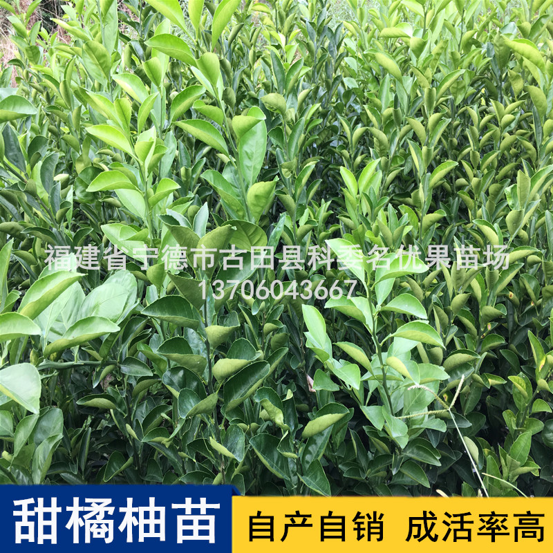 長期供應(yīng)甜橘柚苗基地直銷，寧德優(yōu)質(zhì)甜橘柚苗批發(fā)價，寧德甜橘柚苗供應(yīng)商
