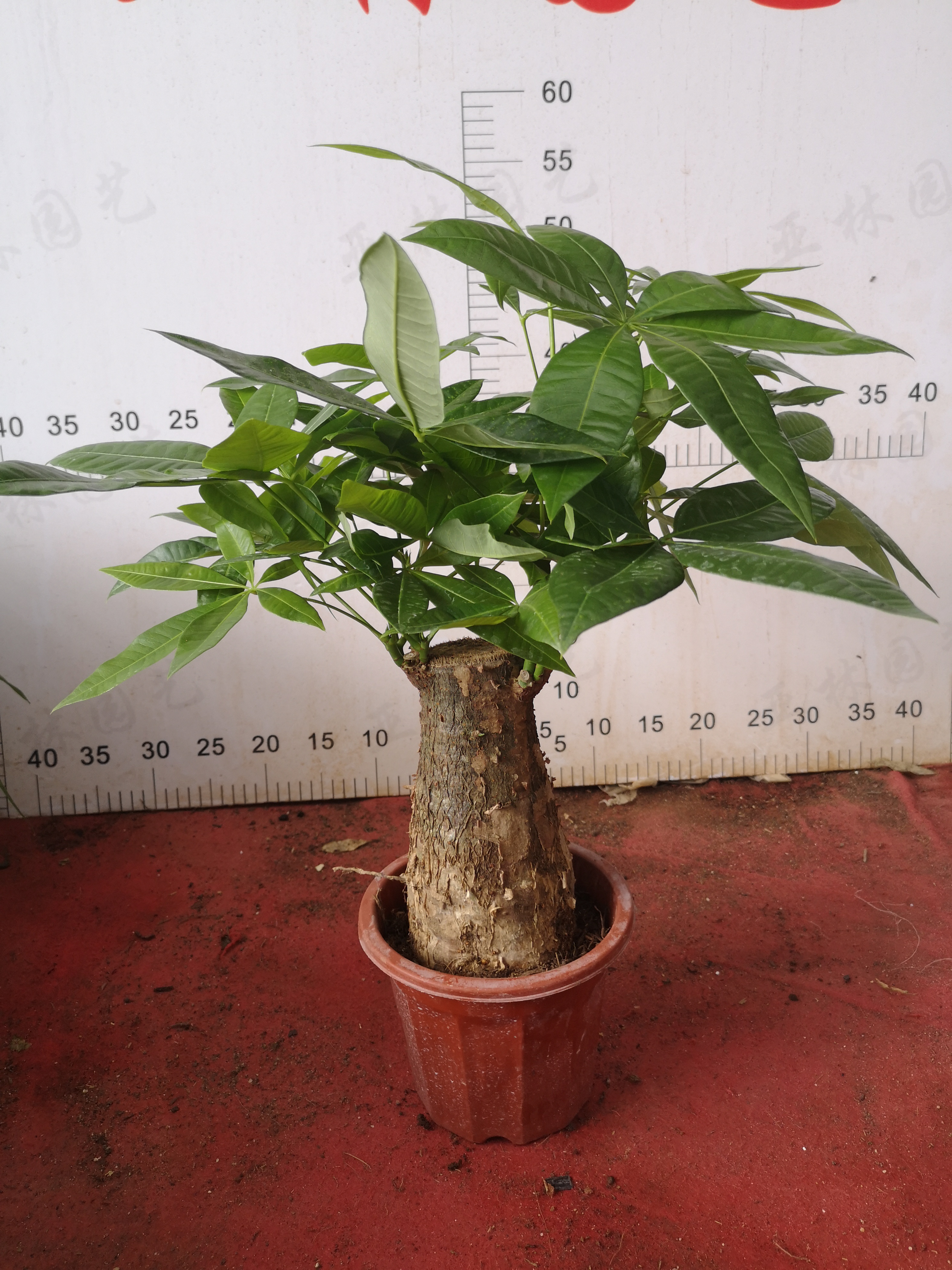 發(fā)財(cái)樹230#迷你盆栽室內(nèi)擺放凈化空氣質(zhì)量懶人植物好養(yǎng)活